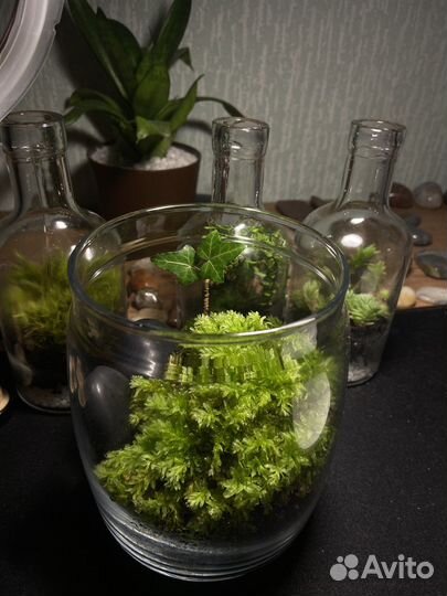 Закрытый флорариум(замкнутая экосистема)