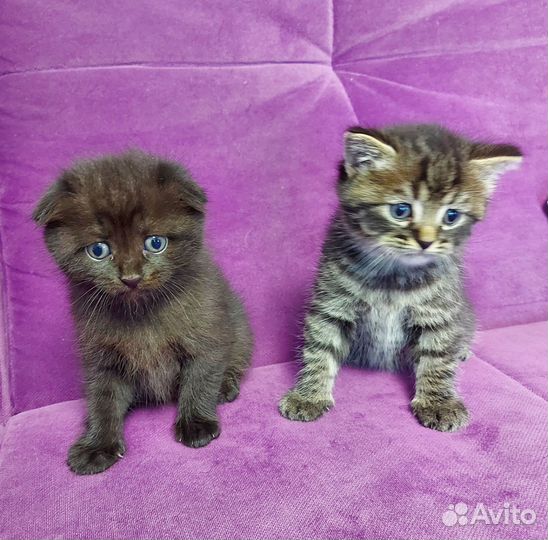 Два пацана в добрые руки