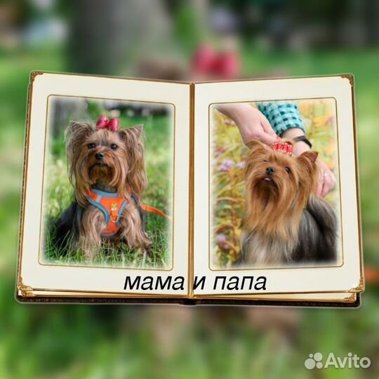 Йоркширский терьер щенки