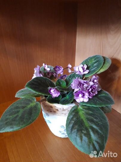 Продам фиалку