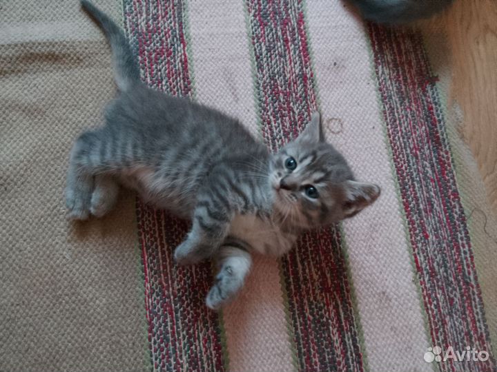 Котик добрые руки