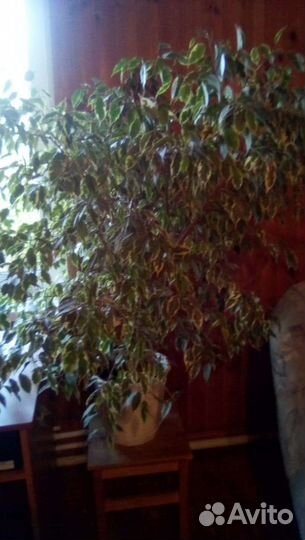 Цветок Бенджамина