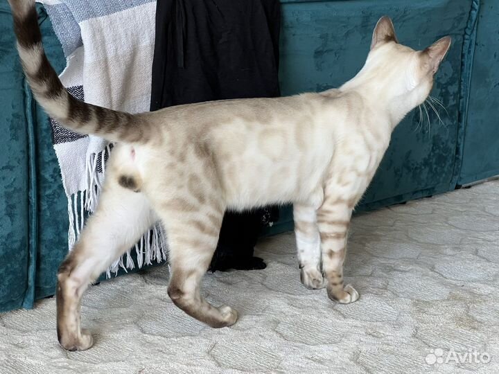 Бенгальский кот вязка линкс