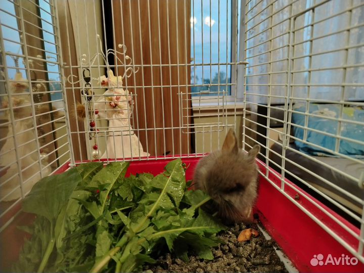 Декоративные кролики мини