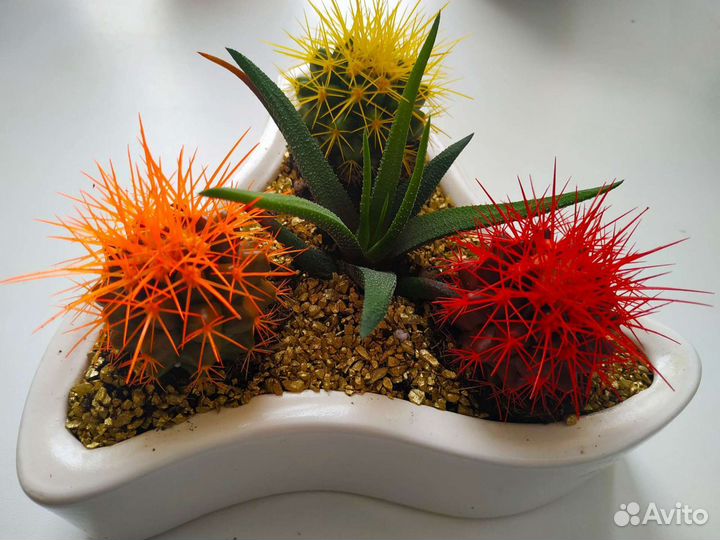 Суккуленты