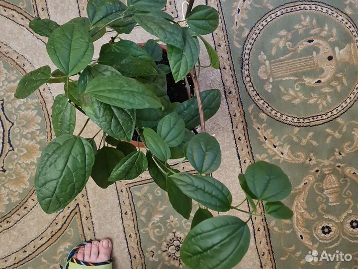 Клеродендрум томпсона