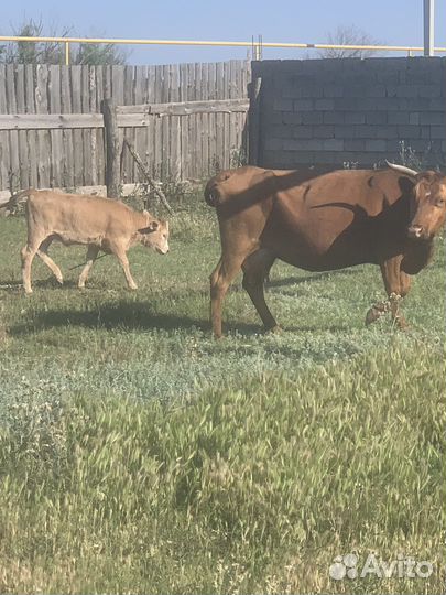 Корова с теленком