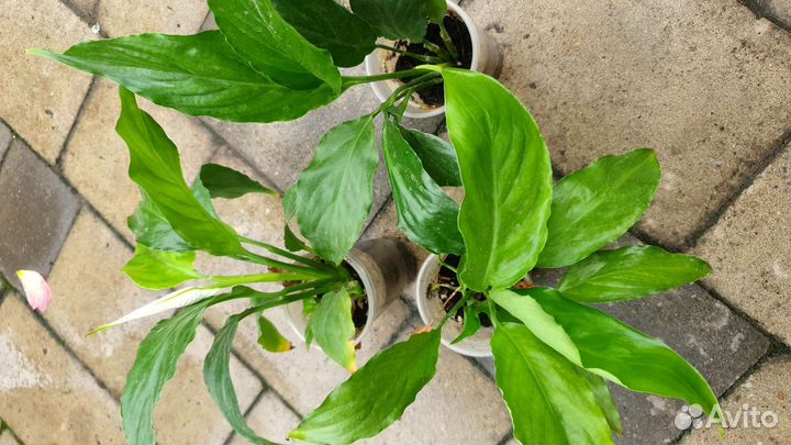 Спатифиллум цветет