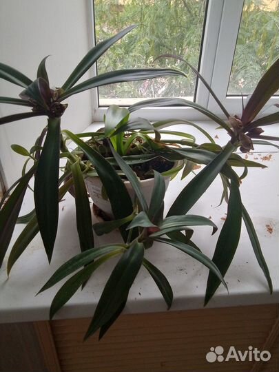 Разные монстеры и растения