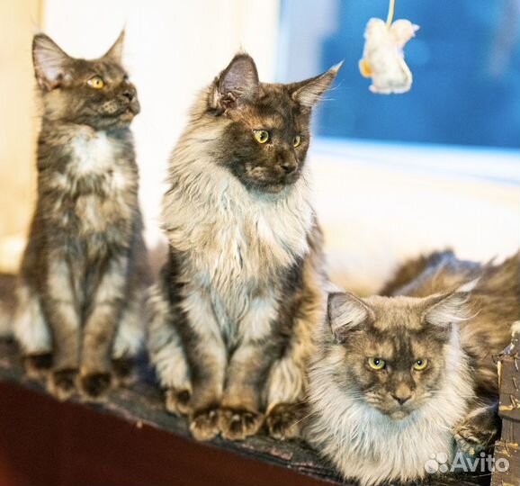 Котята мейн-кун