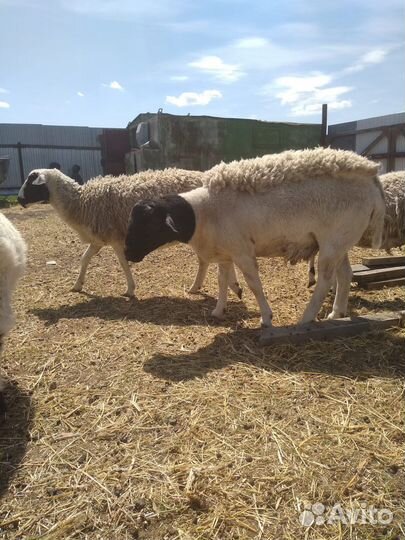 Баран Дорпер