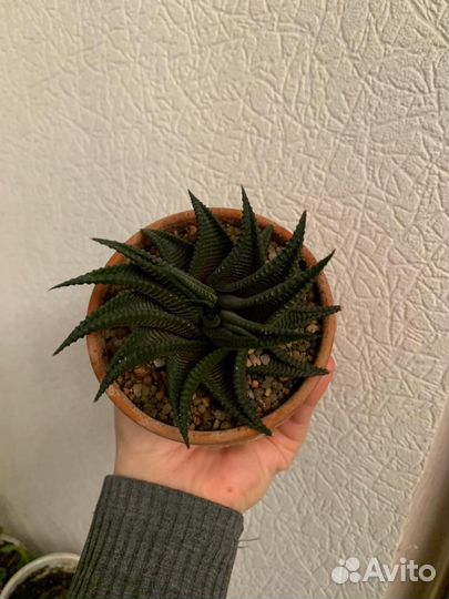 Хавортии разные