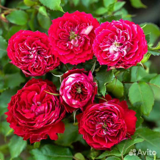 Роза миниатюрная Гранатовый браслет - саженцы зкс