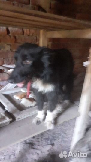 Робкая милая девочка в опасности