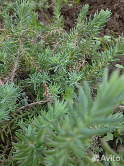 Цветы уличные многолетние