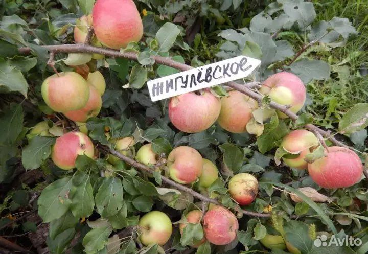 Саженцы плодовых деревьев