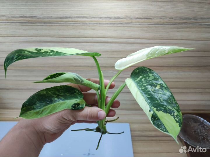 Имбе вайт марбл