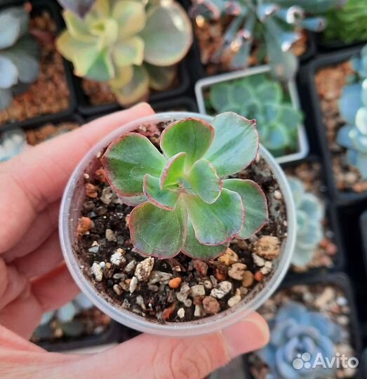 Редкие суккуленты часть 1