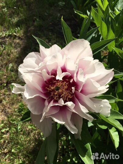 Пион кора луиза