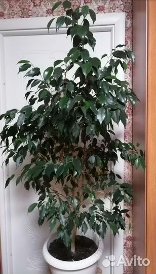 Фикус большой