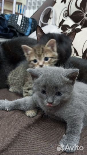 Котята в добрые руки