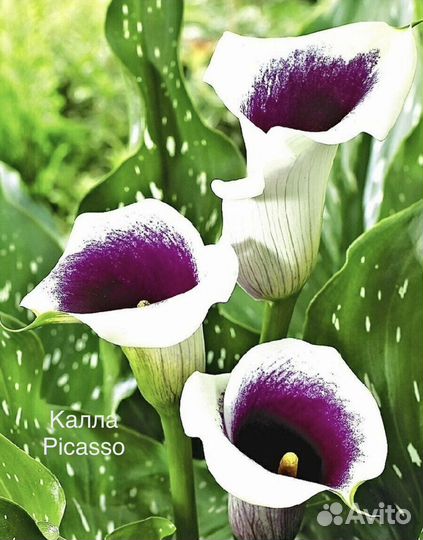 Калла Пикассо