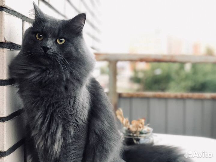 Кот на вязку