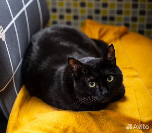 Черный бархатный кот Мехрабун