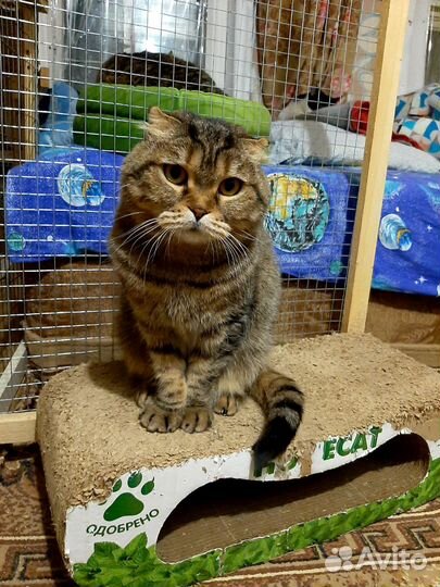 Баффи в добрые руки