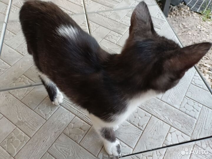 Котенок в добрые руки