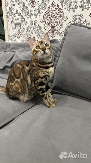 Бенгальская кошечка