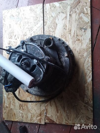 Крупорушка