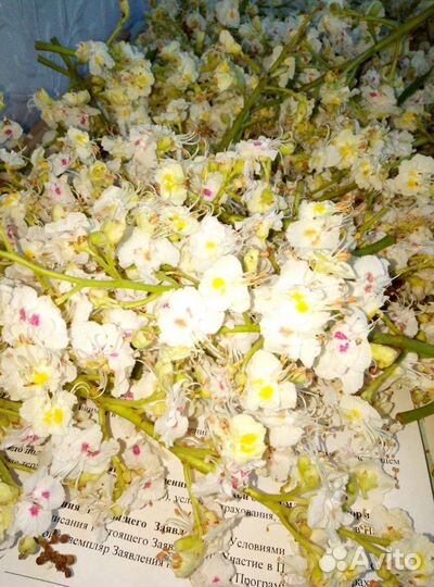 Цвет каштана