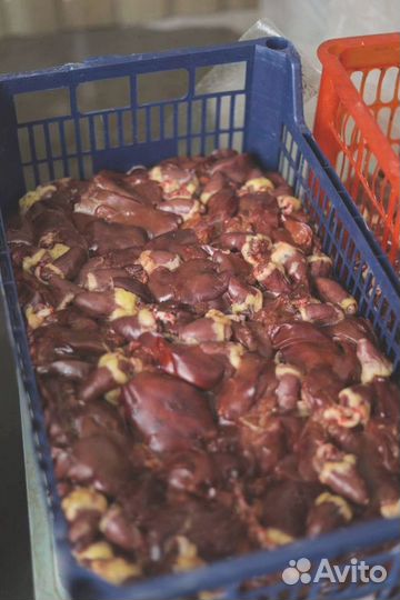 Домашний бройлер