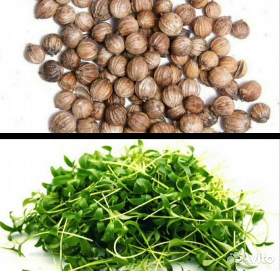 Семена кориандра для микрозелени