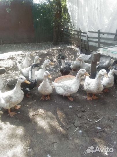 Утята петухи голошейки