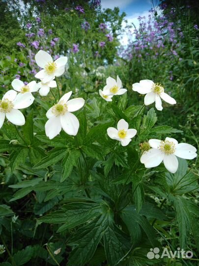 Многолетние цветы