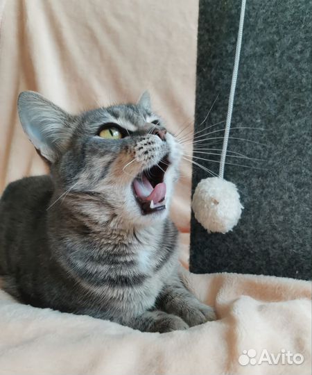 Кошка