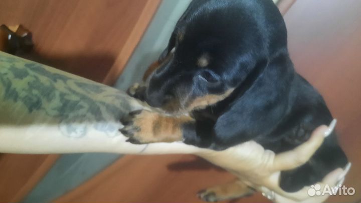 Карликовая такса щенки