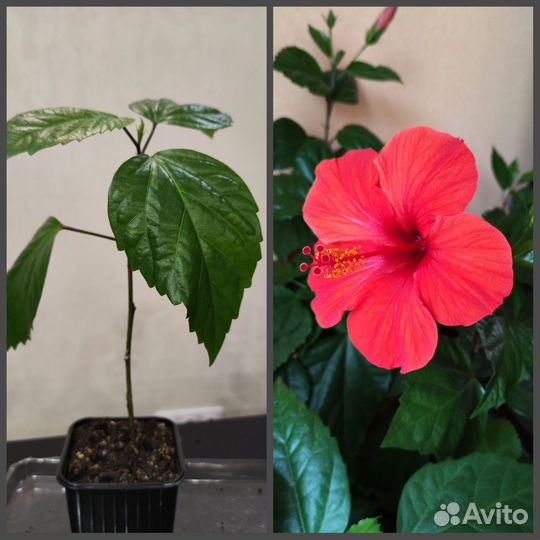 Комнатные растения