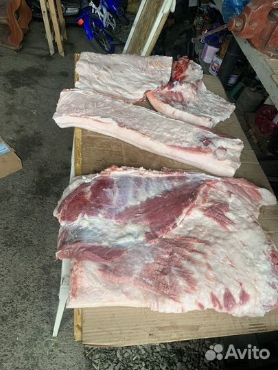 Пузовина домашняя