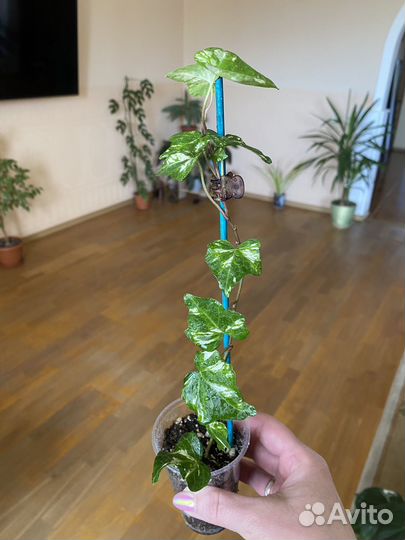 Комнатные растения