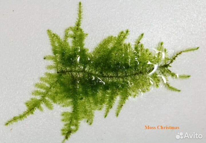 Мхи и Буцефеландр