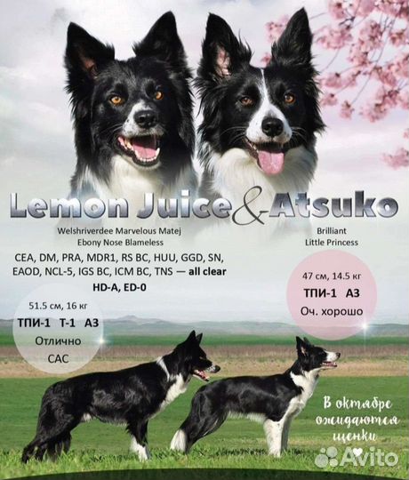 Бордер-колли