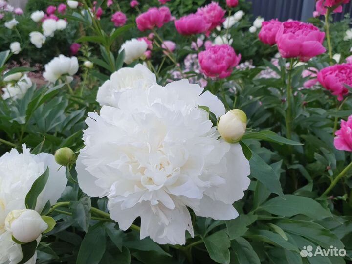 Пионы клубни