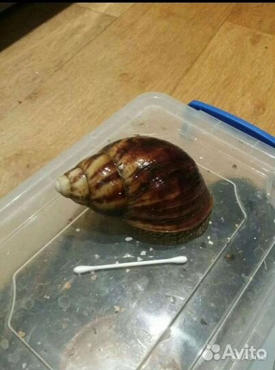 Улитка архахатина маргината