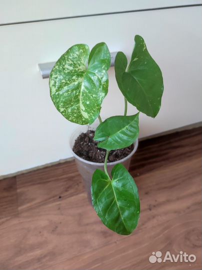 Сингониум Панда