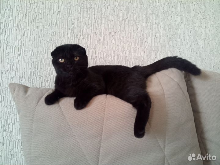 Шотландская вислоухая кошка