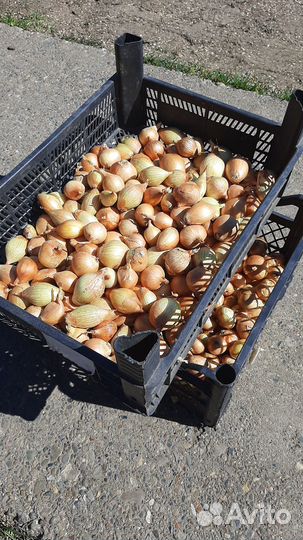 Лук семейный на посадку