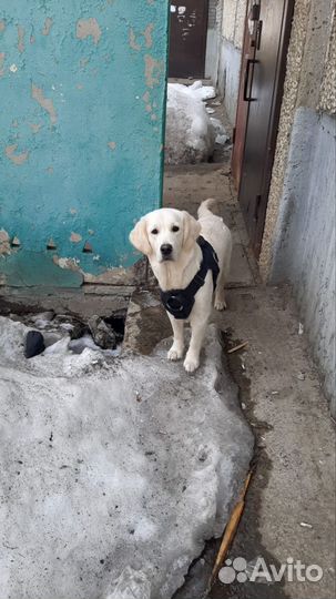 Золотистый ретривер